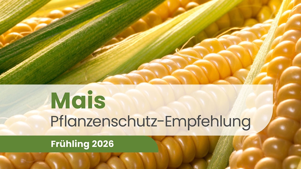 Mais 2026 – Saatgut, Schädlinge & Herbizidprogramme | Pflanzenschutz Beratung