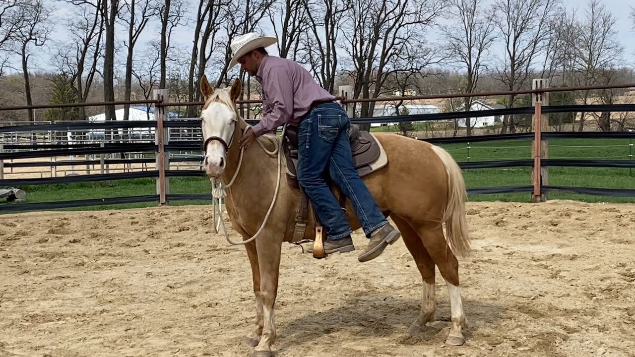 Restarting a Very FRESH Colt!