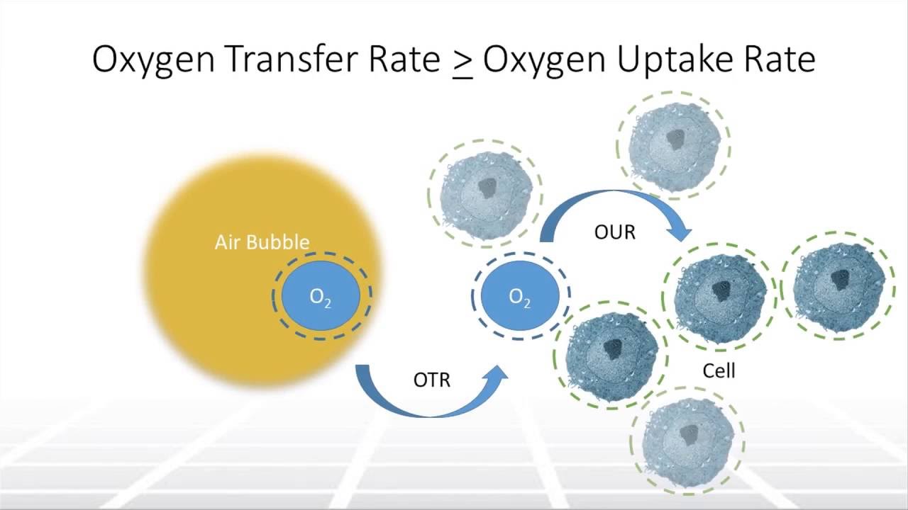 The Impact of Aeration on Cell Culture in Bioreactors, Part 1 – Two Minute Tuesday Video