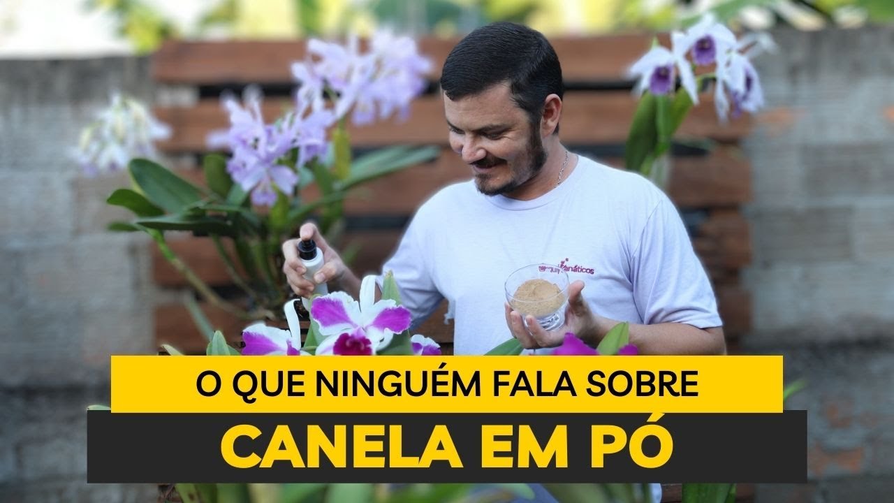 CANELA EM PÓ NAS ORQUÍDEAS, UM POTENTE ENRAIZADOR E FUNGICIDA