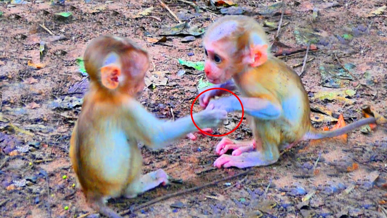 Perfect memories! What did the two little babies monkeys promise about ? // Old clip