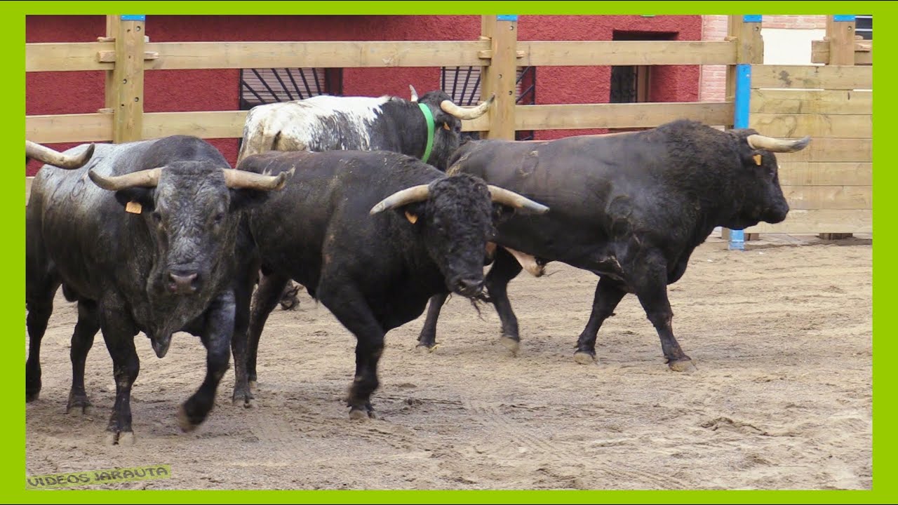 MALÓN (ZARAGOZA) MATINAL DESENCAJONAMIENTO DE TOROS ( SABADO 16 SEPTIEMBRE 2023 ) GANAD.HNOS.GRACIA