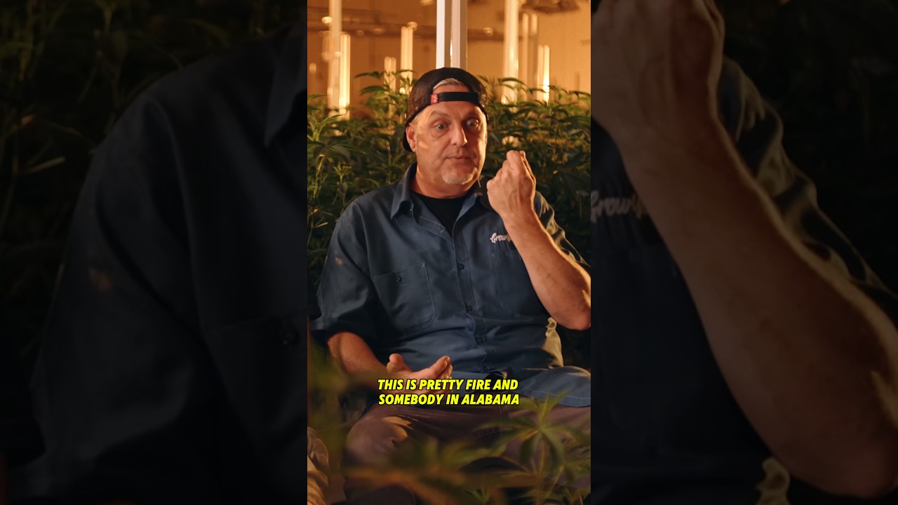 ПОСТОЯНСТВО ПРОДУКТА играет ключевую роль в индустрии каннабиса #24KGold #DNAGenetics #CannabisEd...