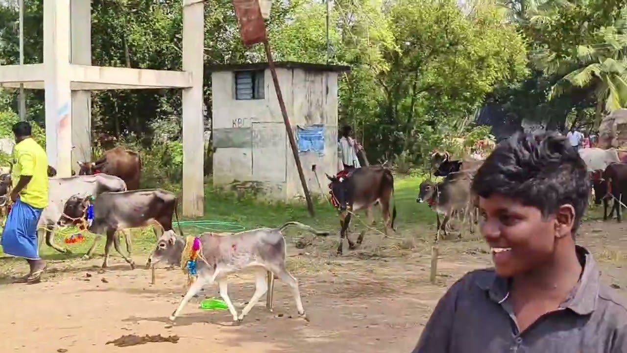 பத்துபுலிவிடுதி, எங்க ஊர் உழவர் திருநாள் 🌾 | கிராம மணம் நிறைந்த நாள். Pathupulividuthi.