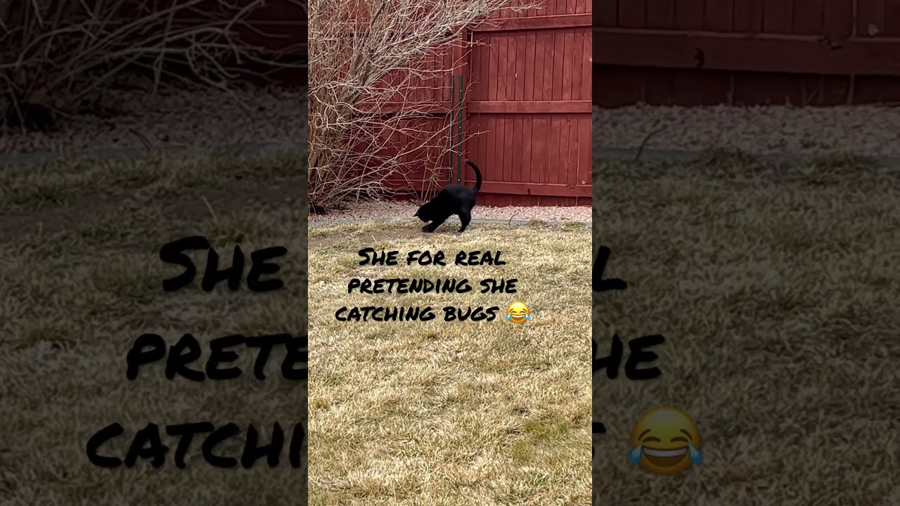 Maia “pretends” to catch bugs!!!