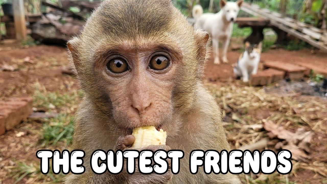 How We Keep Cats, Dogs & Monkeys Warm During Cold Season