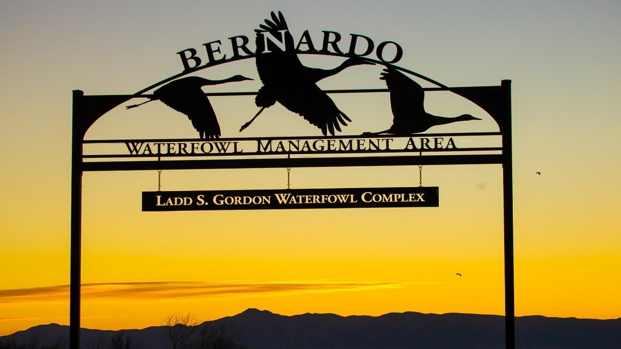 Bird photography: Sandhill Cranes at Bernardo Waterfowl Complex