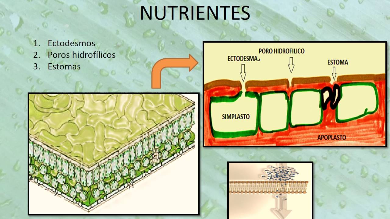 ABSORCIÓN FOLIAR DE NUTRIENTES
