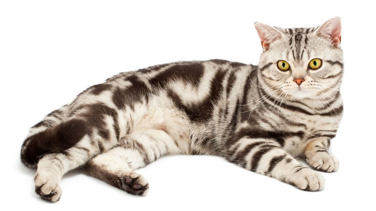 Gato Americano de Pelo Corto / Raza de Gato