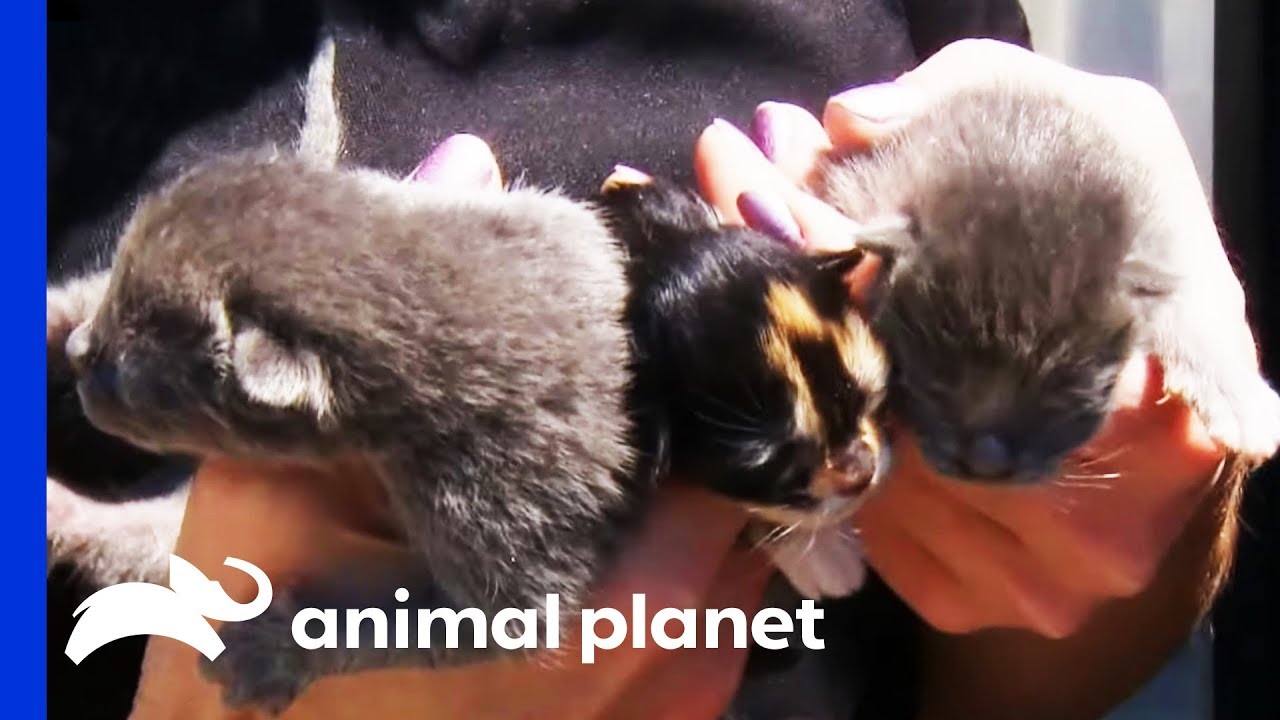 Kittens Rescued From Hoarding Situation Nursed Back To Health | Animal Cops Houston