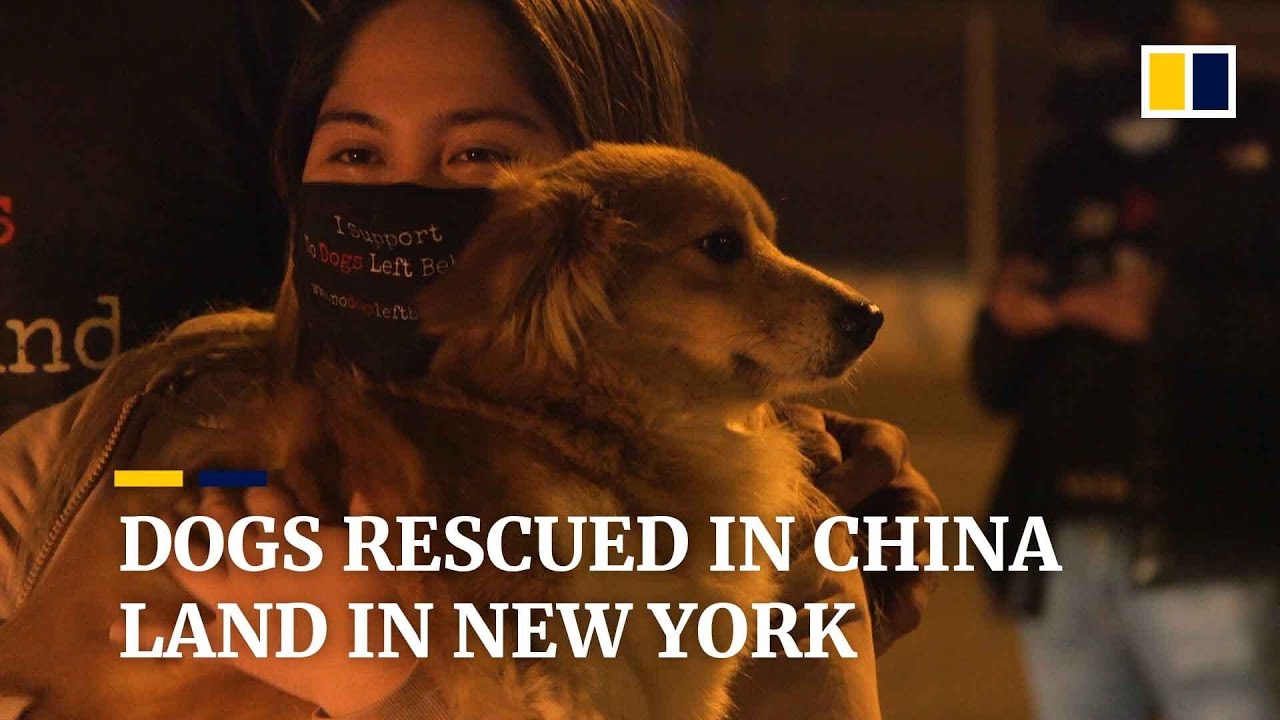 Dogs rescued from China’s slaughterhouses arrive in New York to welcome of adoptive families