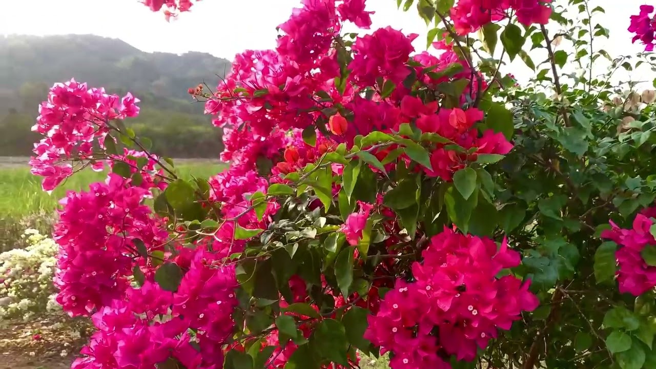 南投清水溝溪麝香木花道｜綿延2公里，除了麝香目外還有各種不同品種顏色繽紛￼的九重葛￼，超吸晴…