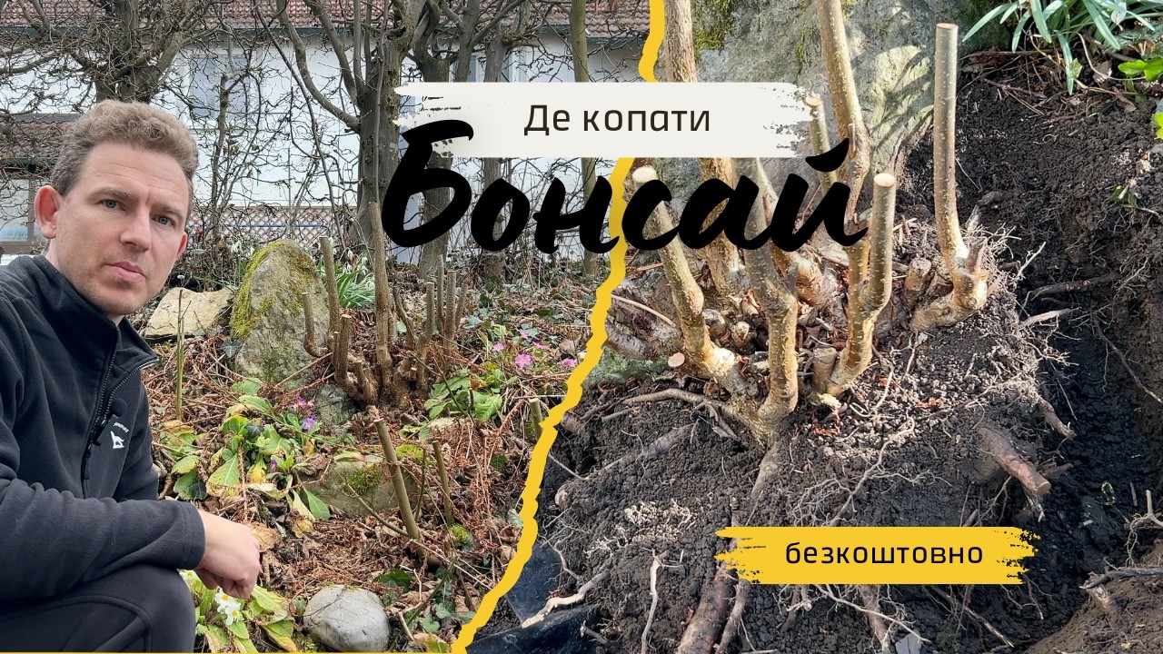 Де та як копати дерево бонсай безкоштовно? Ярослав Бутенко - Бонсай Україна