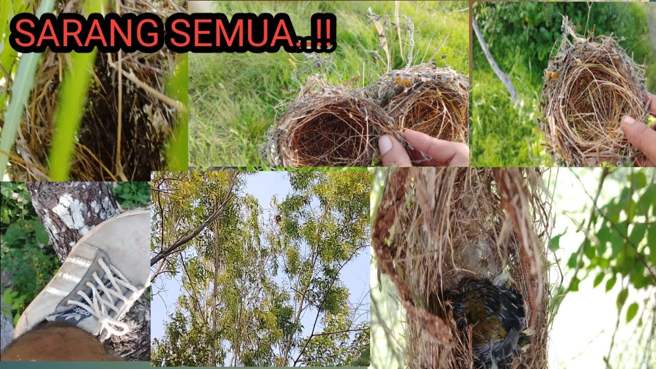 BOLANG MENCARI SARANG BURUNG LAGI