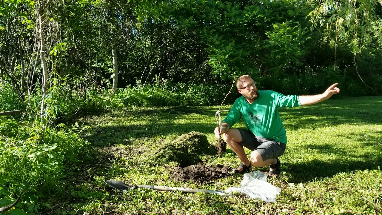 Cold Climate Permaculture: Hazelnut Health Benefits, Planting Recommendations and Facts