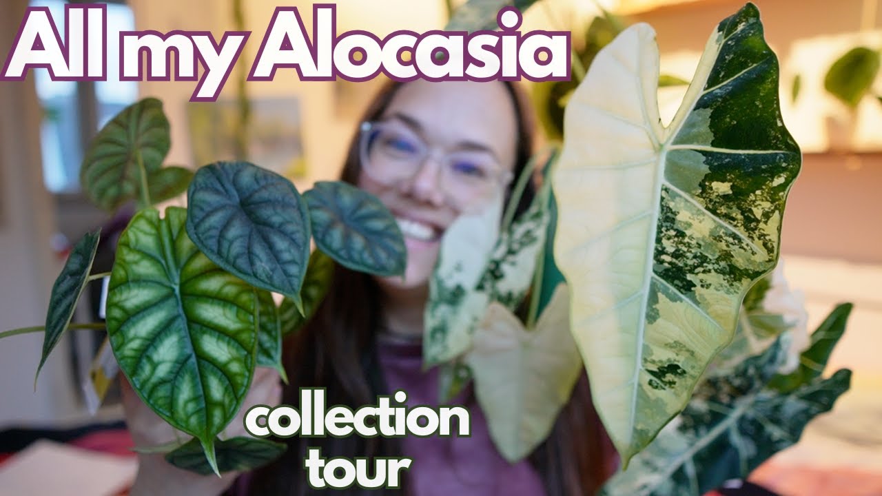 Alocasia collection tour! | Plant with Roos