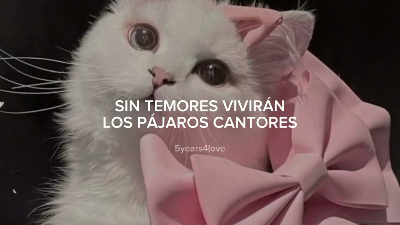 Los gatitos luciran muy lindos vestiditos