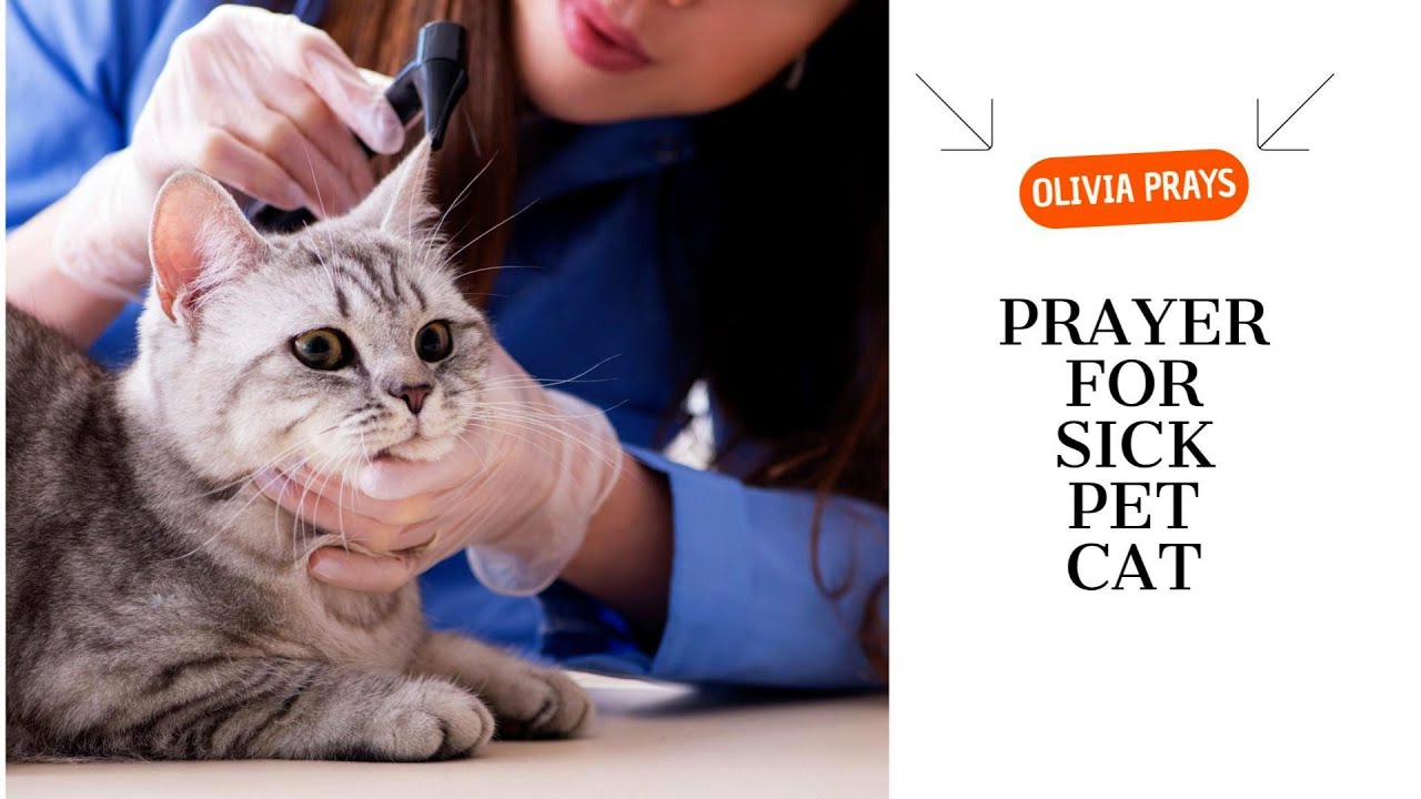 Prayer for Sick Pet Cat - Olivia Prays