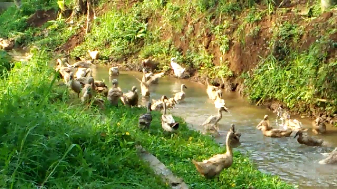 Traditional duck farming in Indonesia