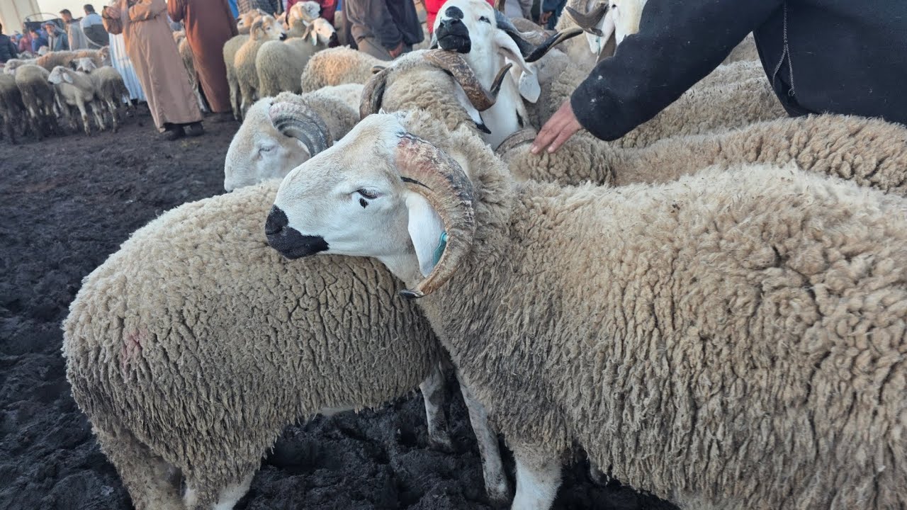 مباشرة   من سوق لفقيه بن صالح