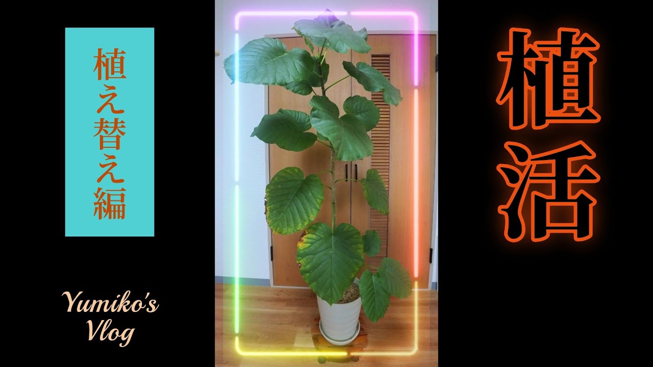 フィカス・ウンベラータの植え替え