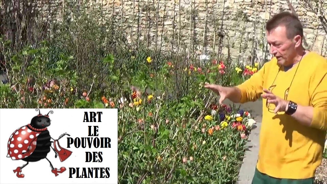 Jardinage: Comment faire une taille de rajeunissement sur un cassissier.