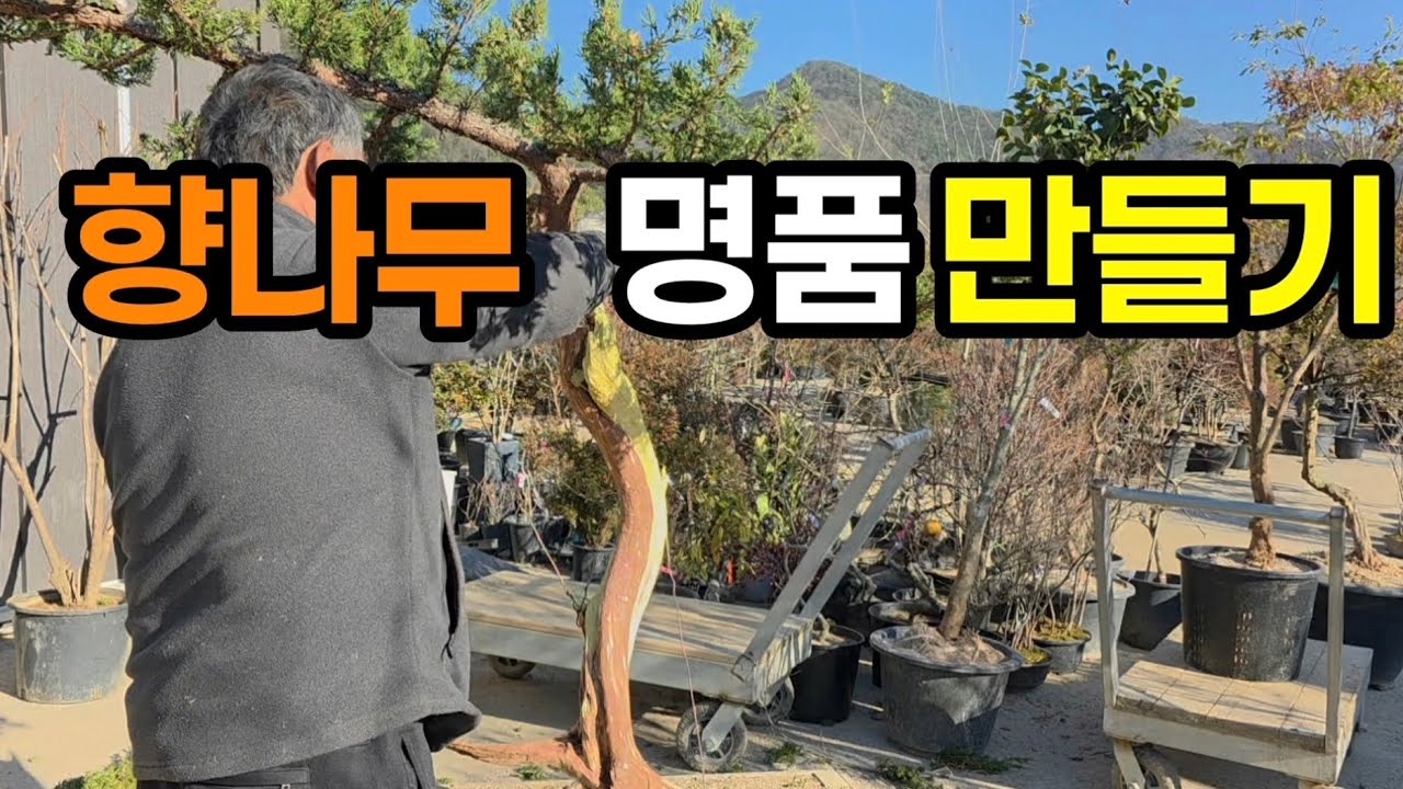 손을 대면 달라지는 향나무 