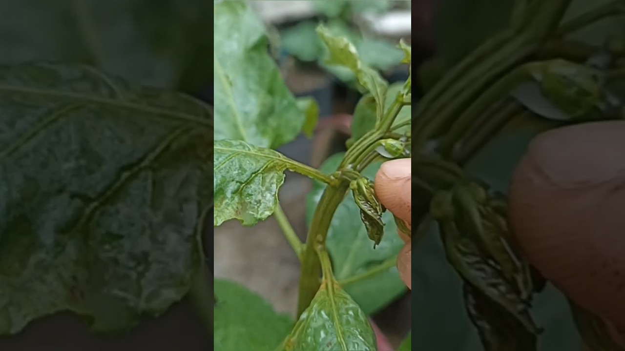 keriting daun cabe.#cabe #keritingdaun #shorts