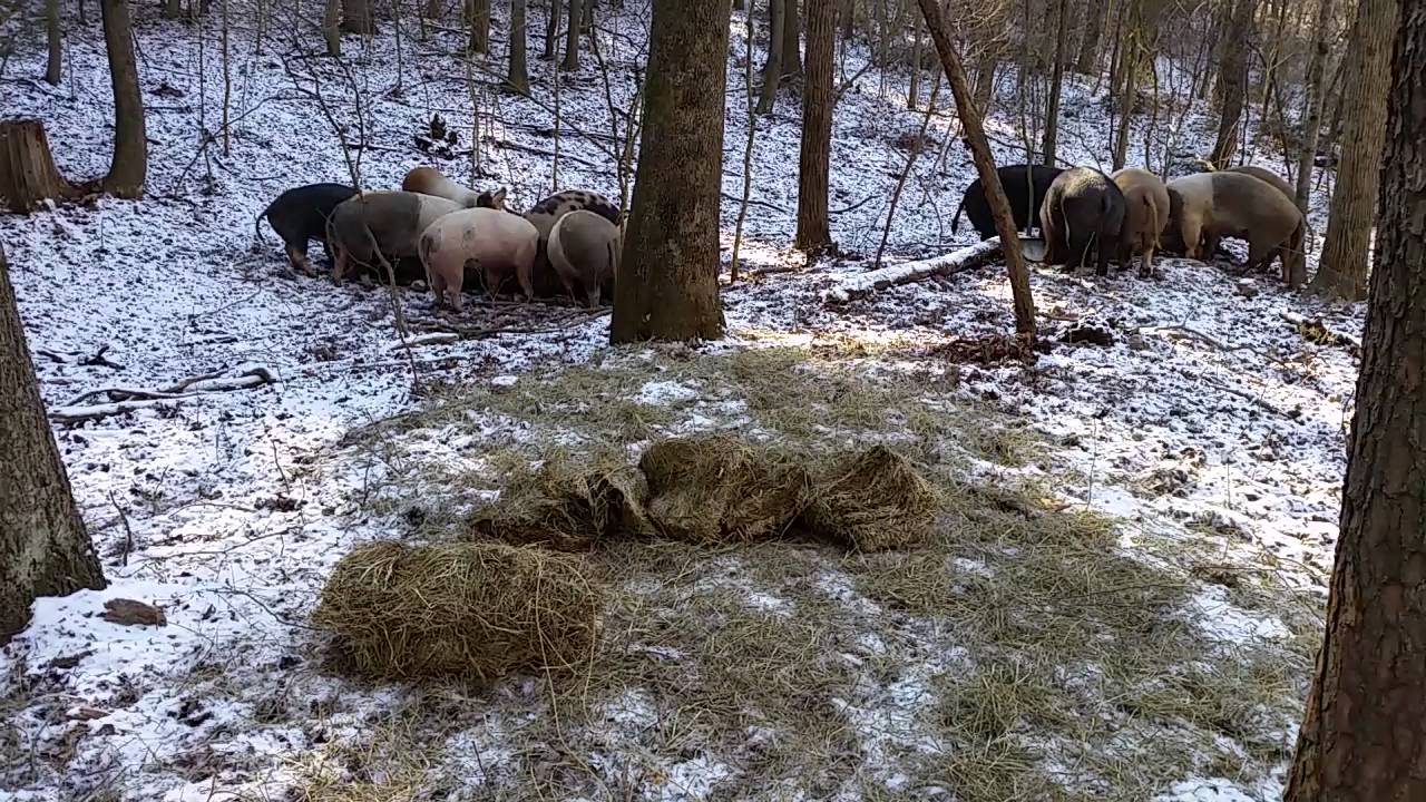 Dry sows during the winter