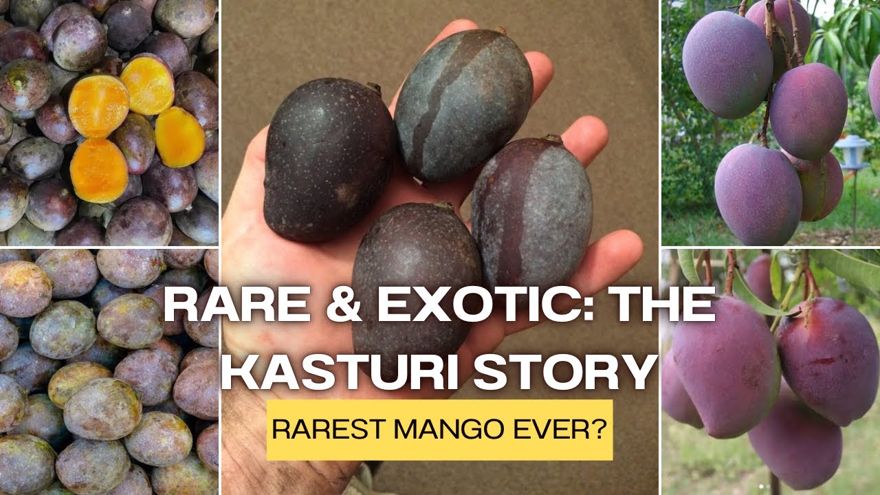 Mangifera casturi | The Rare Mango of Kalimantan | Conservation, Genetics, and Diversity