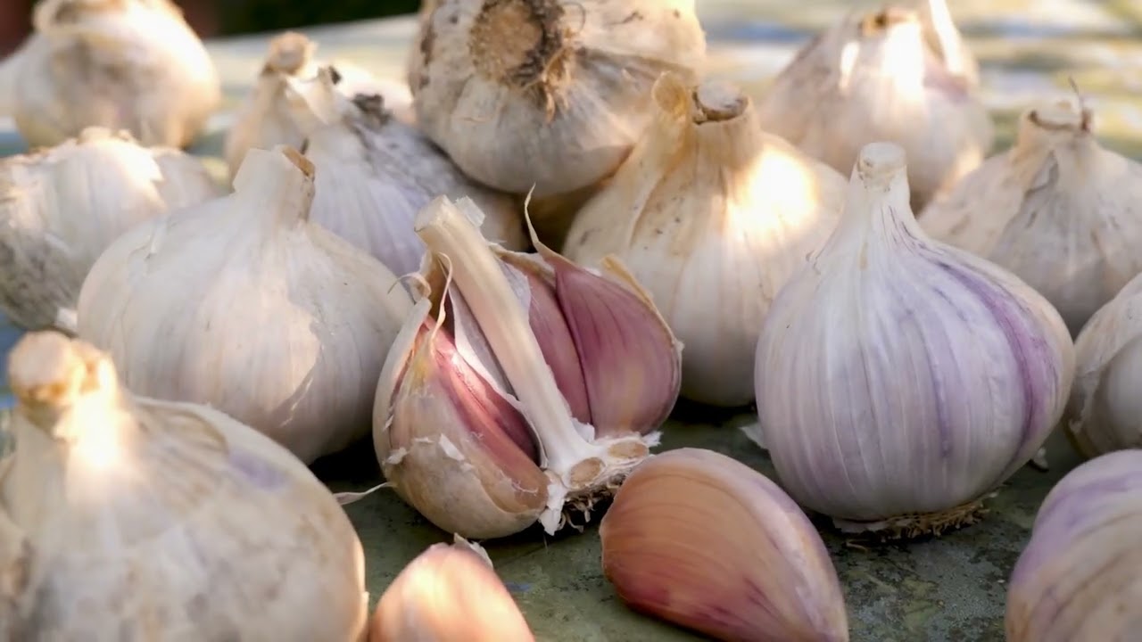 15 Medicinal Herbs You Need This Fall!