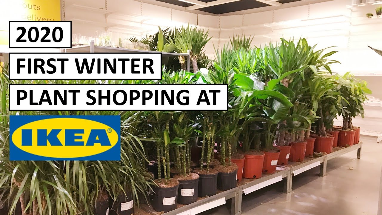 2020 First Winter Plant Shopping at IKEA! They Still Have So Many Plants 😍