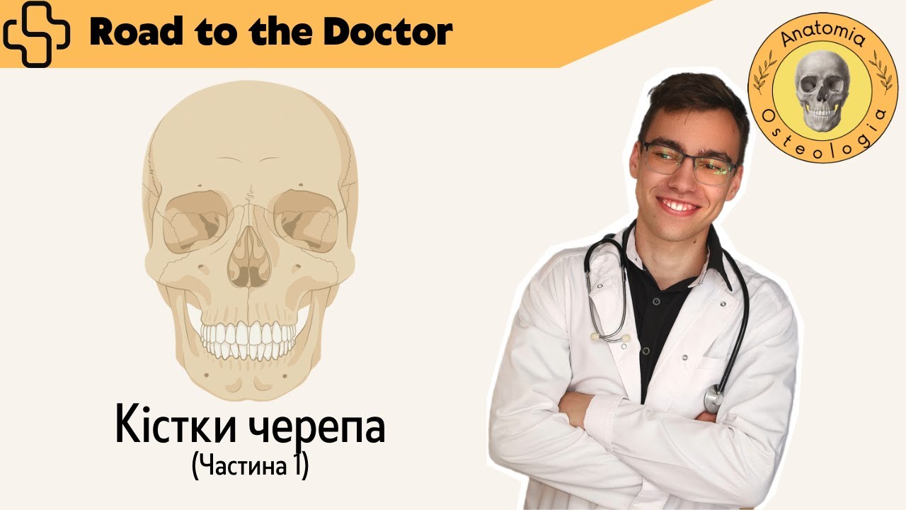 Кістки черепа | Частина 1 | Лобова, решітчаста, тімʼяні та потилична кістки