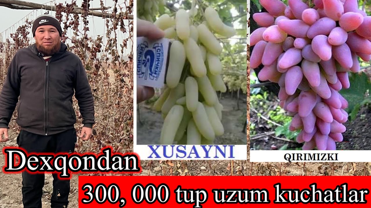 BOG’DORCHILIK . Uzum yetishtirish . Va uzum kuchatlari sotiladi . Dastafka kelishiladi .