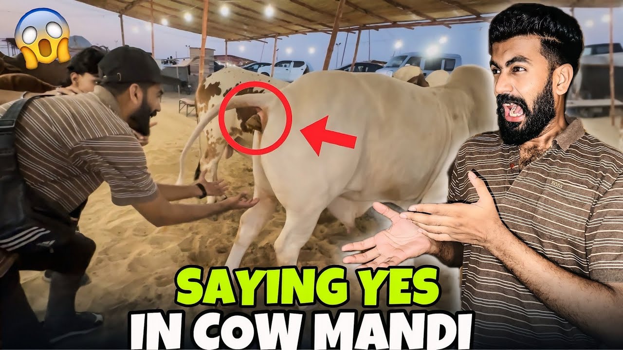 SAYING YES TO SAAD IN COW MANDI FOR 12 HOURS 😱| LAKHO VINES