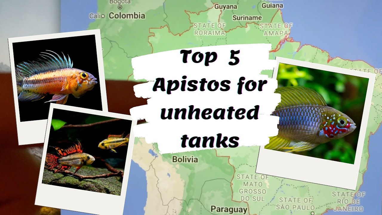 TOP 5 Apistogramma Species for Unheated Aquariums