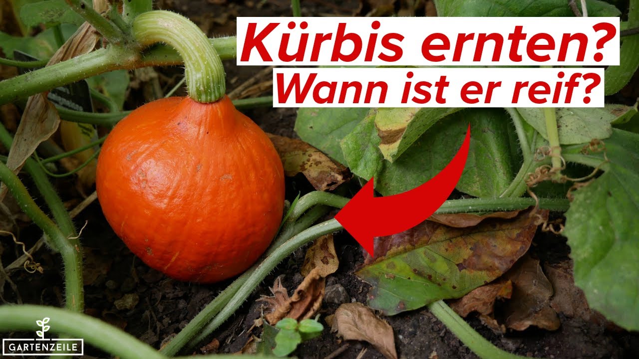 Kürbis ernten - Wann ist der Kürbis reif?