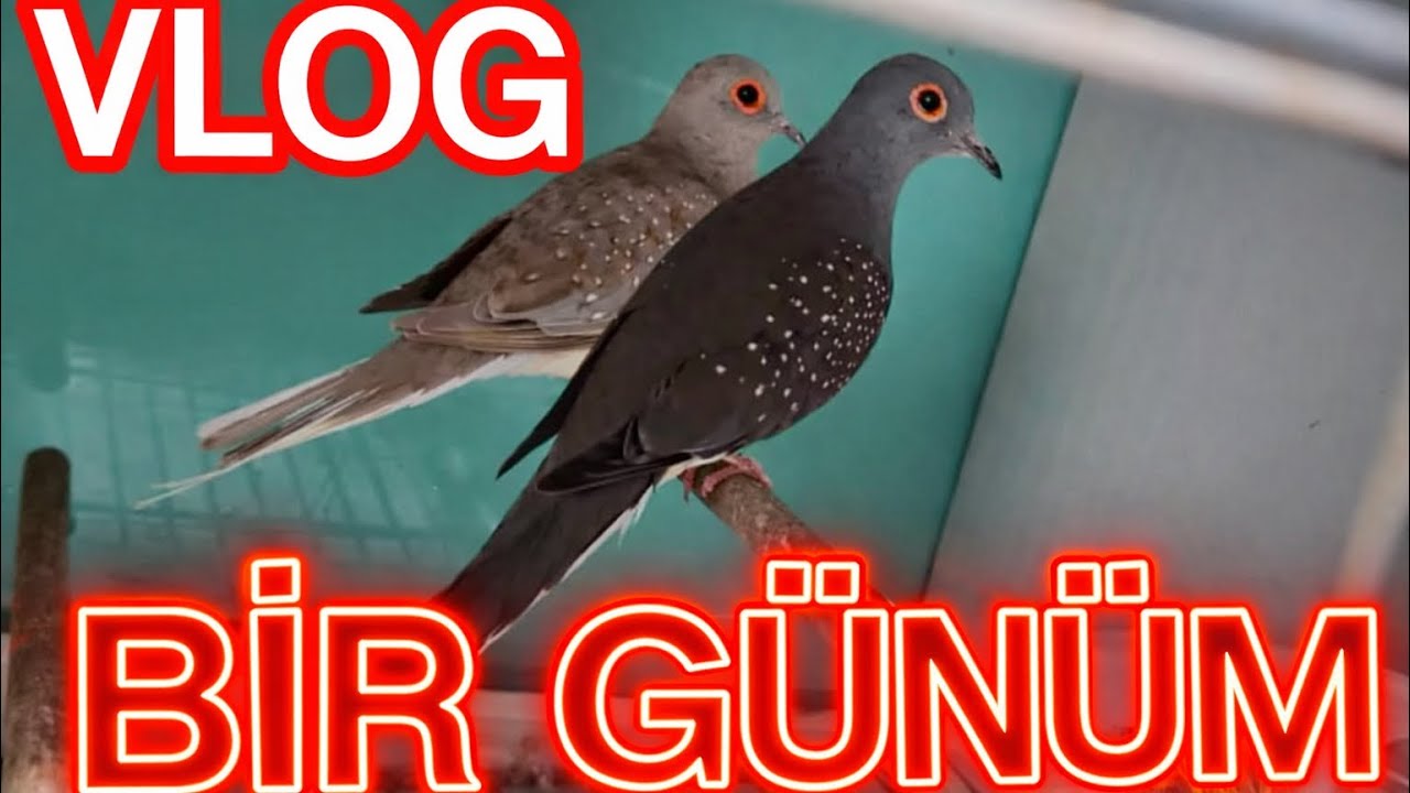 🐠🐟BALIKLARIM YAVRULADI  VE SEVDA PAPAĞANLARINDAN  İYİ HABER 