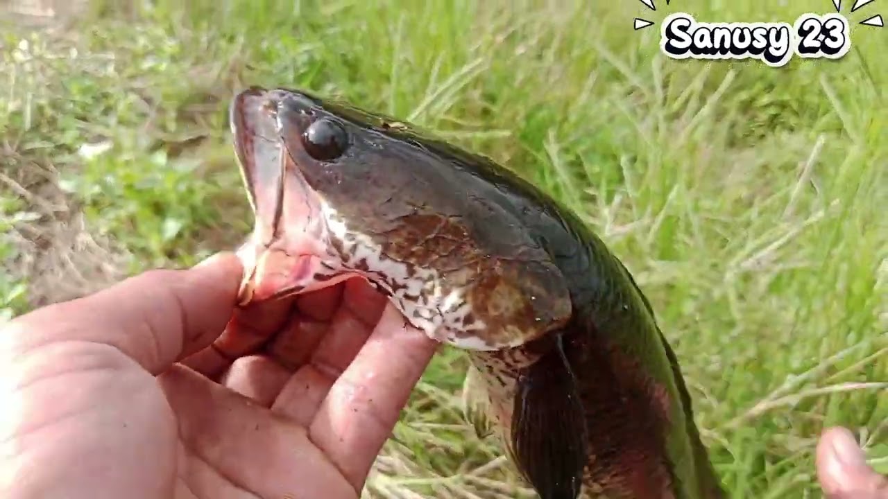 CASTING GABUS Menggunakan umpan soft frog buatan sendiri dari BIOTEX GOLD.😅😅😅