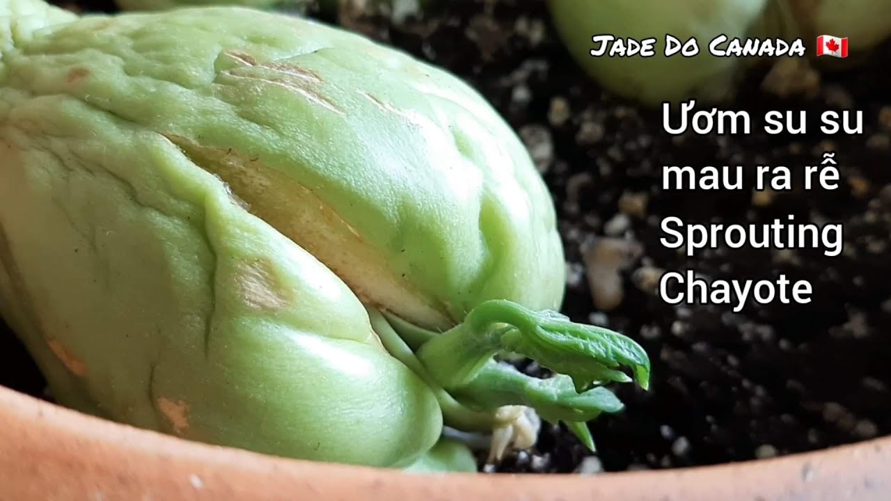 🇨🇦 Ươm su su nhanh nẩy mầm cực kỳ dễ / how to sprouting chayote