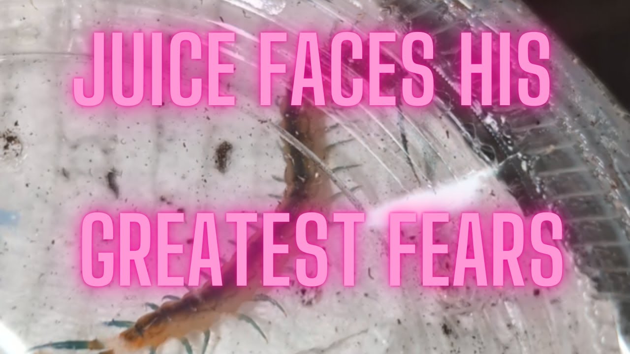 Juice Unboxes his Greatest Fear