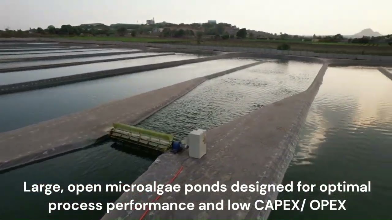 Microalgae for Sustainable, Circular, Clean & Profitable processing of wastewater