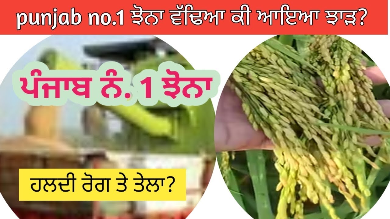 ਪੰਜਾਬ no. 1 ਝੋਨੇ ਦਾ ਝਾੜ। Punjab NO 1 paddy yield 2025?