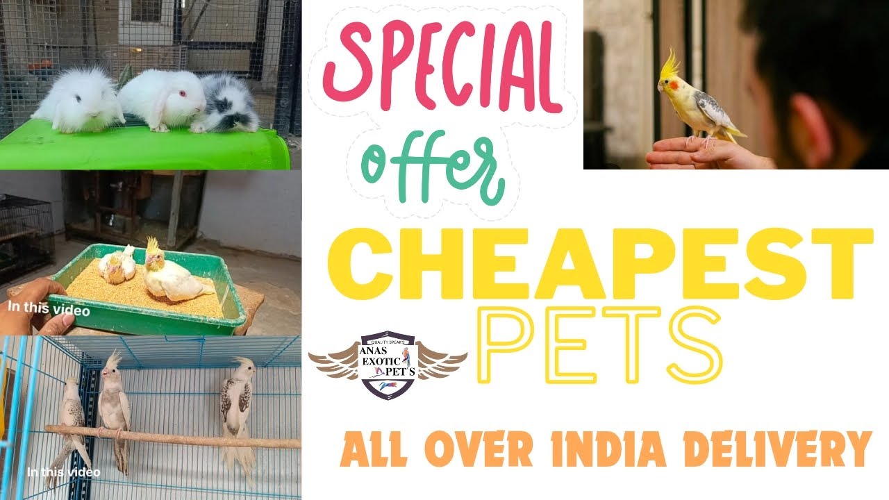 CHEAPEST PETS IN INDORE | CHEAPEST PETS IN INDIA | EXOTIC PET'S IN INDORE | MINILOP | RABBIT | BIRDS
