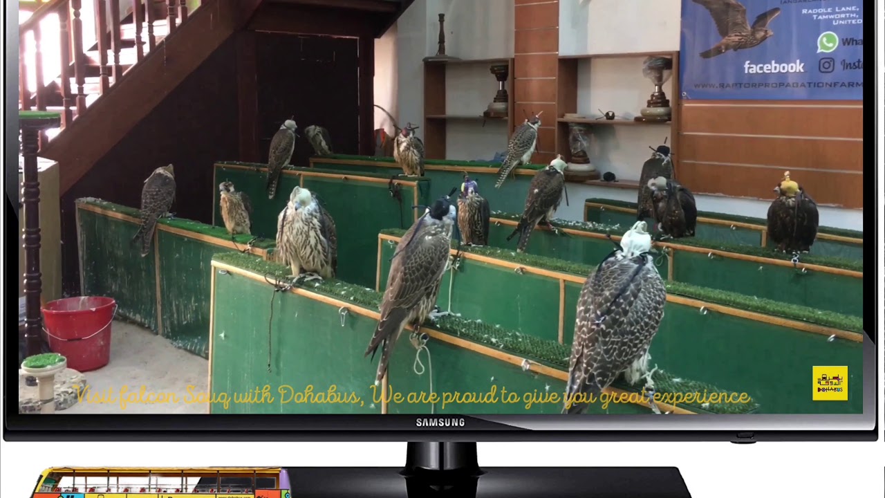 Falcon Souq in Qatar with Dohabus