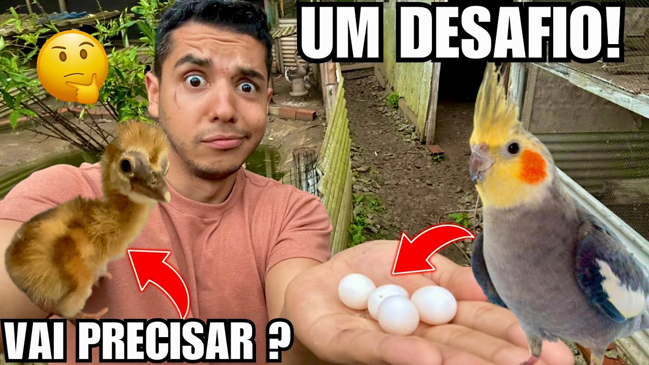 O desafio para ter filhote de calopsita | Decisão para o filhote de grou coroado, | Aves Recriar