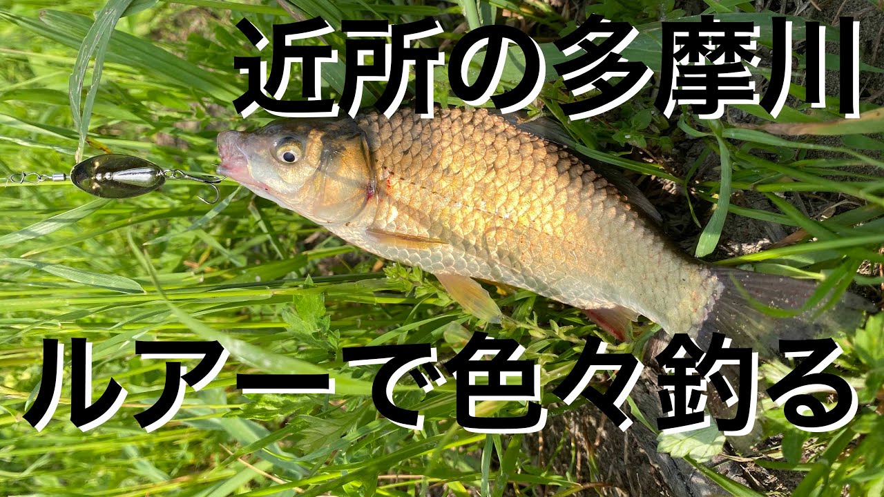 多摩川でルアー五目釣り(6月初旬)