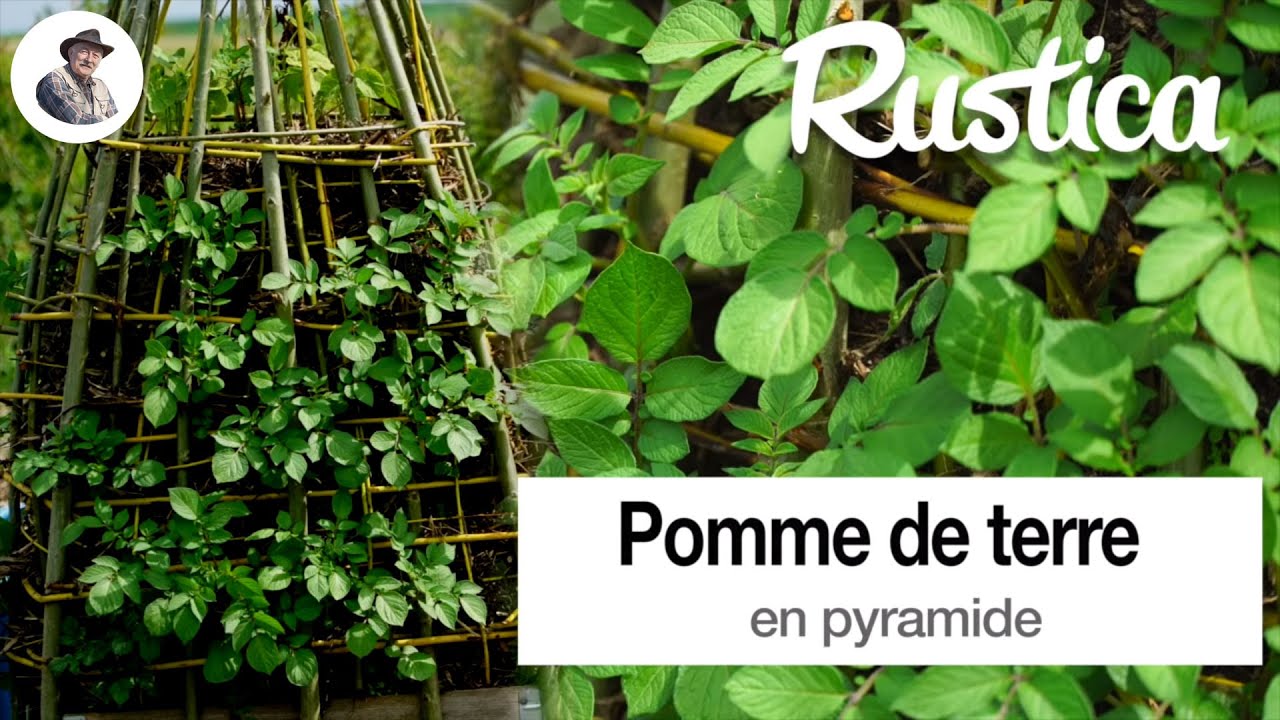 Une pyramide de pomme de terre