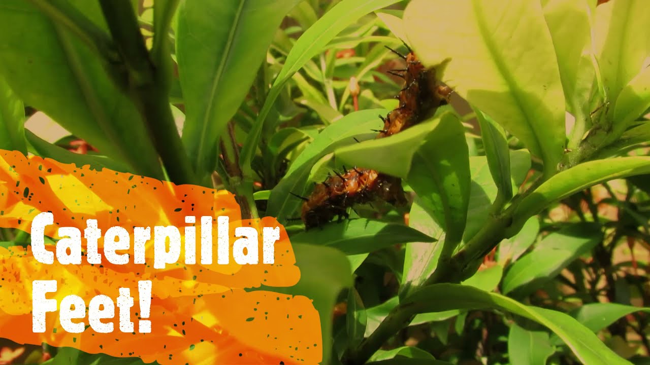 Watch Close-up of Caterpillar Feet #Caterpillar