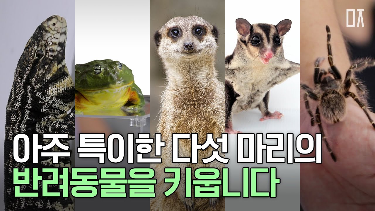 반려동물을 키웁니다. 아주 특이한. 강아지, 고양이 말고 | 테구도마뱀, 미어캣, 팩맨, 슈가글라이더, 타란튤라 | 미지 MIZI